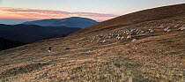 Shepherd leading his Domestic sheep (Ovis aries) to a paddock, at sunset, close to the Meteorological Station of Cuntu. Southern Carpathians, Muntii Tarcu, Caras-Severin, Romania, October 2012
