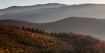 Mixed Common beech (Fagus sylvatica) and Spruce (Picea abies) forests in autum colours at sunrise seen from the road to Muntele Mic. Southern Carpathians, Muntii Tarcu, Caras-Severin, Romania, October...
