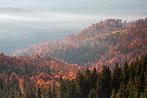 Mixed Common beech (Fagus sylvatica) and Spruce (Picea abies) forests in autum colours at sunrise seen from the road to Muntele Mic. Southern Carpathians, Muntii Tarcu, Caras-Severin, Romania, October...