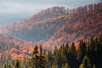 Mixed Common beech (Fagus sylvatica) and Spruce (Picea abies) forests in autumn colours at sunrise seen from the road to Muntele Mic. Southern Carpathians, Muntii Tarcu, Caras-Severin, Romania, Octobe...
