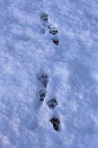 Common Otter (Lutra lutra) footprints ins snow, Strumpshaw Fen RSPB, Norfolk, UK, January