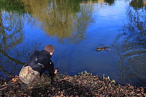Photographer taking photograph of Common Otter (Lutra lutra) Thetford, Norfolk, UK, March