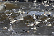 Mediterranean (Larus melanocephalus) Black-headed (Chroicocephalus ridibundus) and Common Gulls (Larus canus) flock in flight,  Norfolk, UK, March