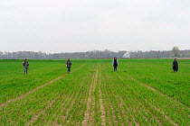 Scientists from the French Wildlife Department (ONCFS) looking for burows of common hamsters (Cricetus cricetus) in a wheat field, Alsace, France, April 2013