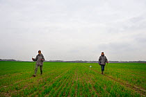 Scientists from the French Wildlife Department (ONCFS) looking for burows of common hamsters (Cricetus cricetus) in a wheat field, Alsace, France, April 2013