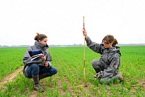 Scientists from the French Wildlife Department (ONCFS) measuring the depth of burows of common hamsters (Cricetus cricetus) in a wheat field, Alsace, France, April 2013 Model released.