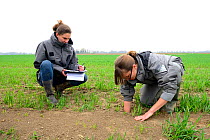 Scientists from the French Wildlife Department (ONCFS) measuring the depth of burows of common hamsters (Cricetus cricetus) in a wheat field, Alsace, France, April 2013