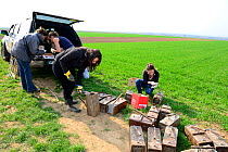 Scientists from the French Wildlife Department (ONCFS) placing traps to capture common hamsters (Cricetus cricetus) in a wheat field, Alsace, France, April 2013