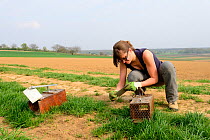 Scientists from the French Wildlife Department (ONCFS) placing traps to capture common hamsters (Cricetus cricetus) in a wheat field, Alsace, France, April 2013