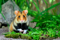 Portrait of a common hamster (Cricetus cricetus)  Alsace, France, April, captive
