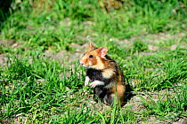 Common hamster (Cricetus cricetus) foraging in a field,  Alsace, France, April, captive