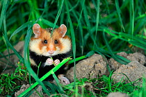 Common hamster feeding (Cricetus cricetus)  Alsace, France, April, captive