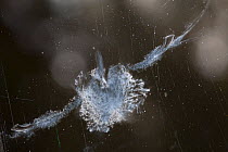 Dust from feathers of a bird remained stuck on a window, following the impact of the bird on a glass. France, October