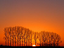 A row of Poplar trees (Populus sp) with Mistletoe (Viscum sp) silhouetted  in winter at sunset, Picardy, France, January