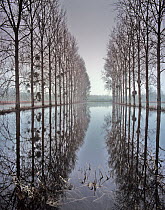 Two rows of Poplar (Populus sp.) trees reflected in in flood water, during the  floods of the River Oise, Picardy, France, January 2008