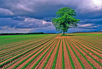 Lime tree in a field of carrots, Sissone, Picardy, France, June