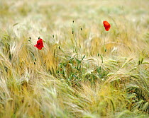 Poppies (Papaver rhoeas) in a field of barley, Picardy, France