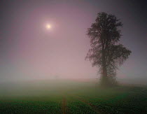 Elm tree (Ulmus sp) silhouetted in fog at night, Villers Le Sec, Picardy, France