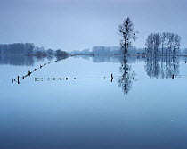 Flooded pastures, Chauny, Oise region, Picardy, France, January 2008