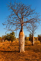 Boab Trees (Adansonia gregorii) in the outback, Old Halls Creek Track, Parry Creek Farm Wyndham, Western Australia