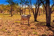 Brahman bull in outback, Kimberley station, Old Halls Creek Track, Parry Creek Farm Wyndham, Western Australia