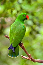 Eclectus Parrot (Edlectus roratus polychloros) male, perched on tree branch, Wildlife Habitat, Port Douglas, Queensland, Australia, captive