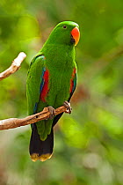 Eclectus Parrot (Edlectus roratus polychloros) male, perched on tree branch, Wildlife Habitat, Port Douglas, Queensland, Australia, captive