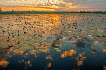 Yellow Waters with Water Lilies (Nymphaeacae) at sunset, South Alligator River, Kakadu National Park, Northern Territory, Australia, June 2010