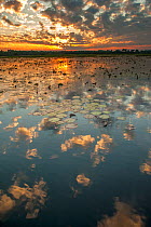 Yellow Waters with Water Lilies (Nymphaeacae) at sunset, South Alligator River, Kakadu National Park, Northern Territory, Australia, June 2010