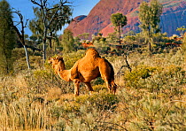 Dromedary camel (Camelus dromedarius) wild male, Uluru-Kata Tjuta National Park, Northern Territory, Australia