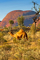 Dromedry camel (Camelus dromedarius) wild male, Uluru-Kata Tjuta National Park, Northern Territory, Australia