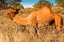 Dromedary camel (Camelus dromedarius) wild  male, Uluru-Kata Tjuta National Park, Northern Territory, Australia
