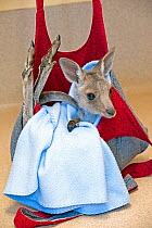 Eastern Grey Kangaroo (Macropus giganteus) orphan joey in care, Wildlife Habitat, Queensland, Australia, Captive