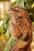 Papuan Frogmouth (Podargus papuensis) standing on tree trunk, The Wildlife Habitat, Queensland, Australia, captive
