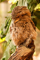 Papuan Frogmouth (Podargus papuensis) standing on tree trunk, The Wildlife Habitat, Queensland, Australia, captive