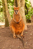 Swamp Wallaby (Wallabia bicolor) Wildlife Habitat, Port Douglas, Queensland, Australia, captive.