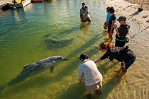 Tourists feeding Indo-Pacific Humback Dolphins (Sousa chinensis) Tin Can Bay, Great Sandy Strait, Queensland, Australia, October 2009