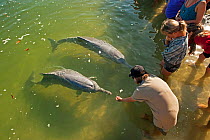 Tourists feeding Indo-Pacific Humback Dolphins (Sousa chinensis) Tin Can Bay, Great Sandy Strait, Queensland, Australia, October 2009