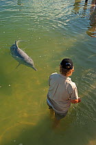 Tourist feeding Indo-Pacific Humback Dolphins (Sousa chinensis) Tin Can Bay, Great Sandy Strait, Queensland, Australia, October 2009