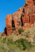 Sandstone cliffs along Upper Ord River, below the Ord River dam wall, Kununurra, Western Australia, July 2010