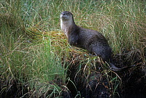 Northern River Otter (Lontra canadensis) resting on the banks of Gibbon River, Yellowstone National Park, Wyoming.
