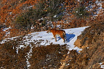 Amur / Siberian Tiger (Panthera tigris altaica) female in the wild, on a hillside, Lazovskiy zapovednik / Lazo Reserve protected area, Primorskiy krai, Far Eastern Russia, February 2012