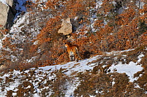 Amur / Siberian Tiger (Panthera tigris altaica) female in the wild, on a hillside, Lazovskiy zapovednik / Lazo Reserve protected area, Primorskiy krai, Far Eastern Russia, February 2012