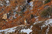 Amur / Siberian Tiger (Panthera tigris altaica) female in the wild, on a hillside, Lazovskiy zapovednik  / Lazo Reserve protected area, Primorskiy krai, Far Eastern Russia, February 2012
