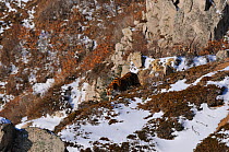 Amur / Siberian Tiger (Panthera tigris altaica) female in the wild, on a hillside, Lazovskiy zapovednik  / Lazo Reserve protected area, Primorskiy krai, Far Eastern Russia, February 2012