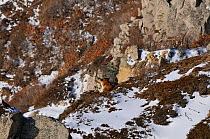 Amur / Siberian Tiger (Panthera tigris altaica) female in the wild, resting on a hillside, rear view of head,  Lazovskiy zapovednik  / Lazo Reserve protected area,Primorskiy krai, Far Eastern Russia,...