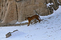 Amur / Siberian Tiger (Panthera tigris altaica) female in the wild, walking down a hillside, Lazovskiy zapovednik  / Lazo Reserve protected area, Primorskiy krai, Far Eastern Russia, February 2012