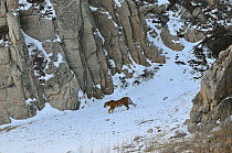 Amur / Siberian Tiger (Panthera tigris altaica) female in the wild, walking down a hillside, Lazovskiy zapovednik / Lazo Reserve protected area, Primorskiy krai, Far Eastern Russia, February 2012
