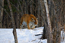Amur / Siberian Tiger (Panthera tigris altaica) female in the wild, in forest, Lazovskiy zapovednik / Lazo Reserve protected area/  Primorskiy krai, Far Eastern Russia, February 2012