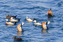 Stellers Eider (Polysticta stelleri) a small group with displaying males, Batsfiord. Northern Norway, March.
